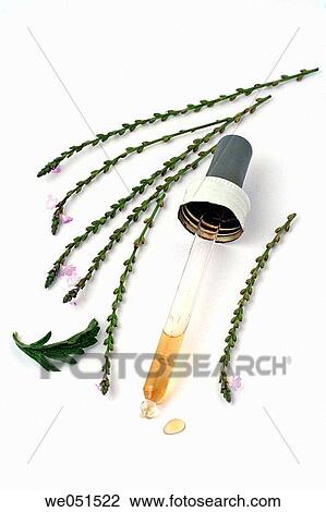 Vervain extract (Verbena officinalis) View Large Photo Image Stock Image - Vervain extract (Verbena officinalis). Fotosearch