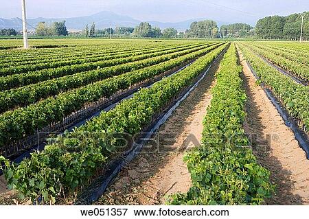 Vine grafts plantation, Oco near Estella. Navarra, Spain View Large Photo Image Stock Photo - Vine grafts plantation, Oco near Estella. Navarra, Spain. Fotosearch