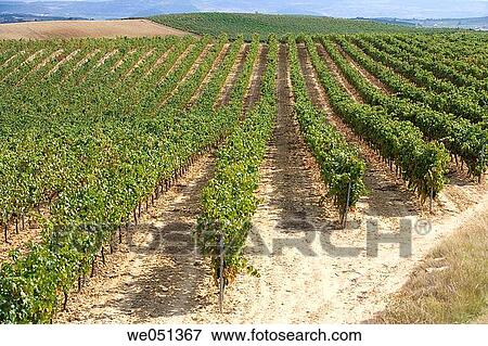 Vineyards near Laguardia. Rioja Alavesa,? lava, Euskadi, Spain View Large Photo Image Stock Photo - Vineyards near Laguardia. Rioja Alavesa,? lava, Euskadi, Spain. Fotosearch