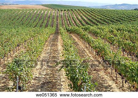 Stock Photography - Vineyards near Laguardia. Rioja Alavesa,? lava, Euskadi, Spain. Fotosearch