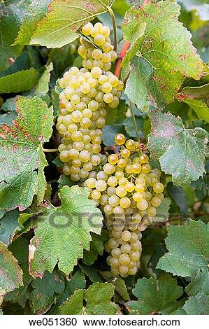 Viura (aka Macabeo) vineyard near Haro. La Rioja, Spain View Large Photo Image Stock Image - Viura (aka Macabeo) vineyard near Haro. La Rioja, Spain. Fotosearch