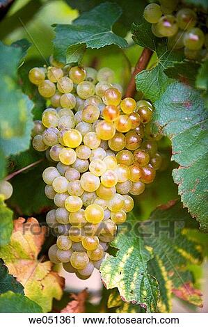 Viura (aka Macabeo) vineyard near Haro. La Rioja, Spain View Large Photo Image Stock Image - Viura (aka Macabeo) vineyard near Haro. La Rioja, Spain. Fotosearch