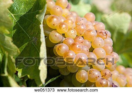 Viura (aka Macabeo) vineyard near Laguardia. Rioja Alavesa,? lava, Euskadi, Spain View Large Photo Image Stock Image - Viura (aka Macabeo) vineyard near Laguardia. Rioja Alavesa,? lava, Euskadi, Spain. Fotosearch