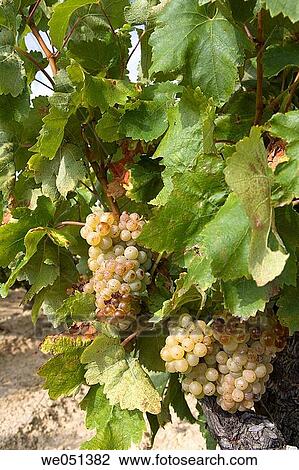 Viura (aka Macabeo) vineyard near Laguardia. Rioja Alavesa,? lava, Euskadi, Spain View Large Photo Image Stock Image - Viura (aka Macabeo) vineyard near Laguardia. Rioja Alavesa,? lava, Euskadi, Spain. Fotosearch
