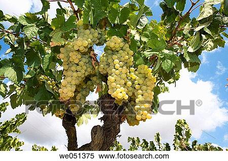 Viura (aka Macabeo) vineyard near Laguardia. Rioja Alavesa,? lava, Euskadi, Spain View Large Photo Image Stock Photography - Viura (aka Macabeo) vineyard near Laguardia. Rioja Alavesa,? lava, Euskadi, Spain. Fotosearch
