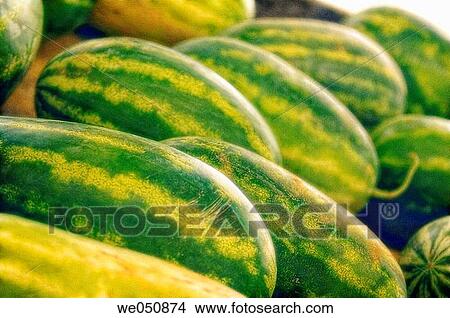 Watermelons on Farmer's Market Stand. Citrullus lanatus, August 2006. Maryland, USA View Large Photo Image Picture - Watermelons on Farmer's Market Stand. Citrullus lanatus, August 2006. Maryland, USA. Fotosearch