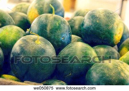 Watermelons on Farmer's Market Stand. Citrullus lanatus, August 2006. Maryland, USA View Large Photo Image Stock Photography - Watermelons on Farmer's Market Stand. Citrullus lanatus, August 2006. Maryland, USA. Fotosearch