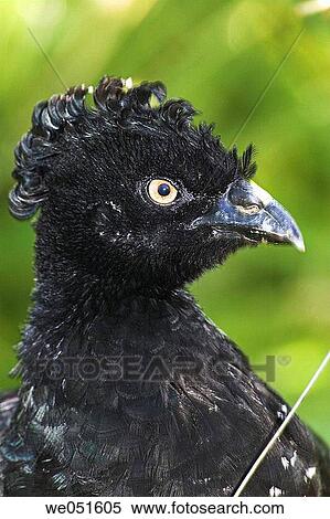 Wellow-knobbed Curassow (Crax daubentoni) View Large Photo Image Stock Photography - Wellow-knobbed Curassow (Crax daubentoni). Fotosearch