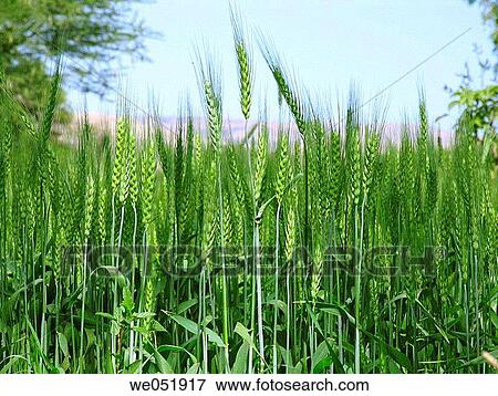 Wheat crop- green. Ears of wheat while they are still green and developing. Triticum aestivum L. Wai, Satara, Maharasthra, India. View Large Photo Image Stock Photo - Wheat crop- green. Ears of wheat while they are still green and developing. Triticum aestivum L. Wai, Satara, Maharasthra, India.. Fotosearch