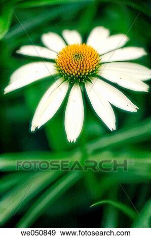 White Coneflower. Echinacea hybrid. July 2006. Maryland, USA View Large Photo Image Stock Photo - White Coneflower. Echinacea hybrid. July 2006. Maryland, USA. Fotosearch