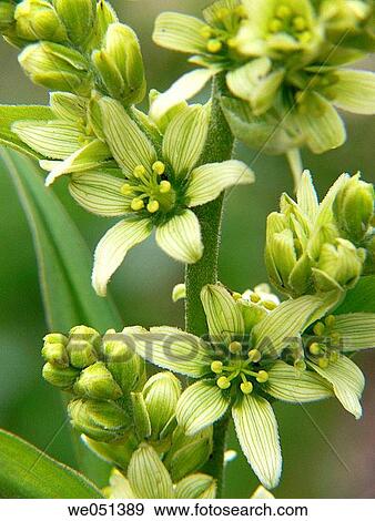 Stock Photo - White hellebore (Veratrum album). Fotosearch