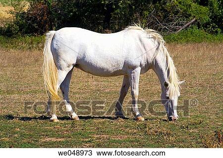 Stock Image - white horse in Villandry, France. Fotosearch
