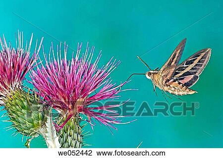 Stock Image - White-lined Sphinx Moth (Hyles lineata), Sphinx Moth. Fotosearch