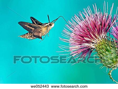 Stock Image - White-lined Sphinx Moth (Hyles lineata), Sphinx Moth. Fotosearch