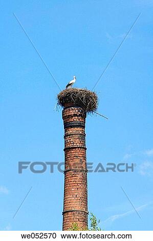 White stork. Bohemia. Czech Republic View Large Photo Image Stock Image - White stork. Bohemia. Czech Republic. Fotosearch