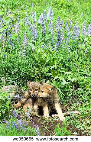 Wolf cubs at den site. Montana, USA View Large Photo Image Stock Photography - Wolf cubs at den site. Montana, USA. Fotosearch