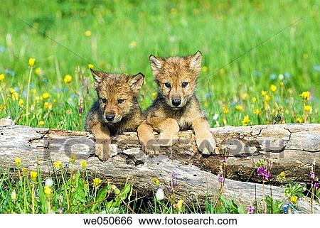 Wolf cubs looking over log. Montana, USA View Large Photo Image Stock Photograph - Wolf cubs looking over log. Montana, USA. Fotosearch