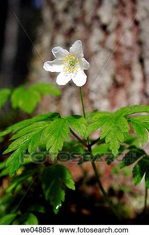 Wood Anemone (Anemone nemorosa). Kleinarltal, Salzburg, Austria View Large Photo Image Stock Image - Wood Anemone (Anemone nemorosa). Kleinarltal, Salzburg, Austria. Fotosearch