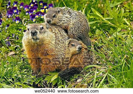 Stock Image - Woodchuck (Marmota monax), Groundhog. Fotosearch