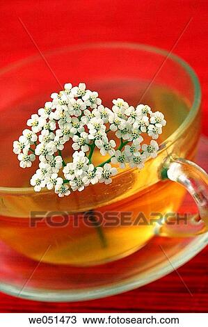 Yarrow tea (Achillea millefolium) View Large Photo Image Stock Image - Yarrow tea (Achillea millefolium). Fotosearch