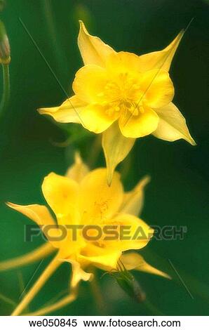 Yellow columbine. Aquilegia formosa. June 2006. Maryland, USA View Large Photo Image Stock Photography - Yellow columbine. Aquilegia formosa. June 2006. Maryland, USA. Fotosearch