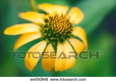 Yellow Coneflower. Echinacea hybrid. July 2006. Maryland, USA View Large Photo Image Stock Photo - Yellow Coneflower. Echinacea hybrid. July 2006. Maryland, USA. Fotosearch
