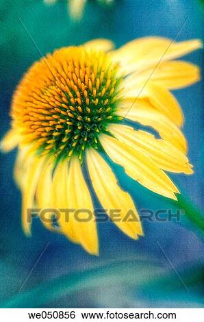 Yellow Coneflower. Echinacea hybrid. July 2006. Maryland, USA View Large Photo Image Stock Photograph - Yellow Coneflower. Echinacea hybrid. July 2006. Maryland, USA. Fotosearch