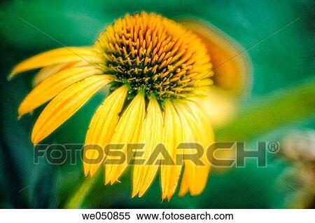Yellow Coneflower. Echinacea hybrid. July 2006. Maryland, USA View Large Photo Image Stock Photography - Yellow Coneflower. Echinacea hybrid. July 2006. Maryland, USA. Fotosearch