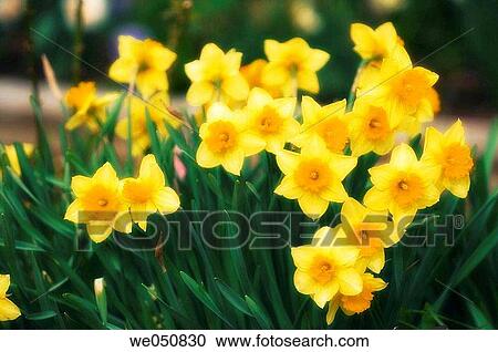 Yellow daffodils. Narcissus hybrid. March 2006. Maryland, USA View Large Photo Image Stock Image - Yellow daffodils. Narcissus hybrid. March 2006. Maryland, USA. Fotosearch