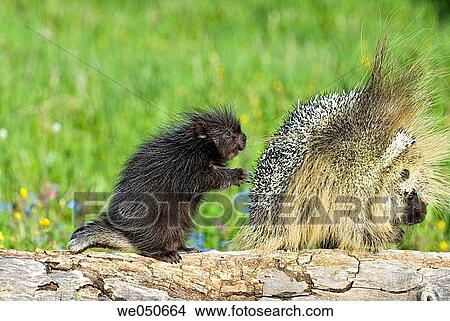 Young porcupine with adult (Erethizon dorsatum) View Large Photo Image Picture - Young porcupine with adult (Erethizon dorsatum). Fotosearch