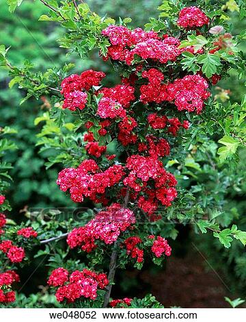 英語 山楂 花 Crataegus Oxyacantha May Anacortes Skagit County Washington Usa 種類最齊全的圖像 We Fotosearch