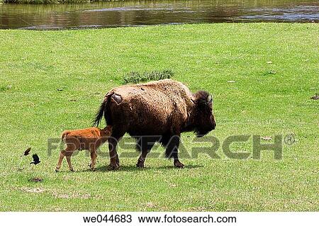 A baby Bison tries to nurse while its mother walks. Yellowstone National Park, Wyoming, USA. Latin name: bison bison View Large Photo Image Stock Image - A baby Bison tries to nurse while its mother walks. Yellowstone National Park, Wyoming, USA. Latin name: bison bison. Fotosearch