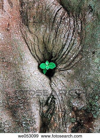 Achyranthes aspera plant coming out from Trunk of a tree. Shivneri, Maharashtra, India. View Large Photo Image Stock Photo - Achyranthes aspera plant coming out from Trunk of a tree. Shivneri, Maharashtra, India.. Fotosearch
