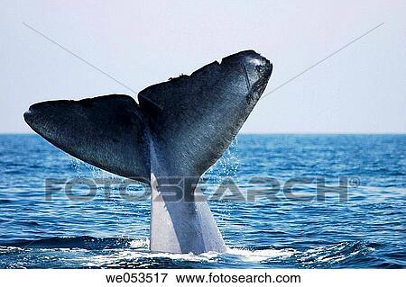 Adult Blue Whale (Balaenoptera musculus) fluke-up dive (note the notches and scars in the flukes) in the offshore waters of Santa Monica Bay, California, USA. The Blue Whale is the largest animal to ever live on the planet Earth. View Large Photo Image Stock Photo - Adult Blue Whale (Balaenoptera musculus) fluke-up dive (note the notches and scars in the flukes) in the offshore waters of Santa Monica Bay, California, USA. The Blue Whale is the largest animal to ever live on the planet Earth.. Fotosearch