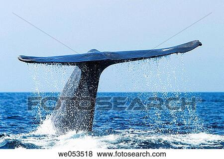 Adult Blue Whale (Balaenoptera musculus) fluke-up dive (note the notches and scars in the flukes) in the offshore waters of Santa Monica Bay, California, USA. The Blue Whale is the largest animal to ever live on the planet Earth. View Large Photo Image Stock Photo - Adult Blue Whale (Balaenoptera musculus) fluke-up dive (note the notches and scars in the flukes) in the offshore waters of Santa Monica Bay, California, USA. The Blue Whale is the largest animal to ever live on the planet Earth.. Fotosearch