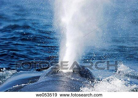 Adult Blue Whale (Balaenoptera musculus) surfacing (note the blow hole dertail) in the offshore waters of Santa Monica Bay, California, USA. The Blue Whale is the largest animal to ever live on the planet Earth. View Large Photo Image Stock Photo - Adult Blue Whale (Balaenoptera musculus) surfacing (note the blow hole dertail) in the offshore waters of Santa Monica Bay, California, USA. The Blue Whale is the largest animal to ever live on the planet Earth.. Fotosearch