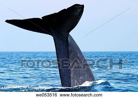 Stock Photograph - Adult Blue Whale (Balaenoptera musculus) fluke-up dive (note the notches and scars in the flukes) in the offshore waters of Santa Monica Bay, California, USA. The Blue Whale is the largest animal to ever live on the planet Earth.. Fotosearch