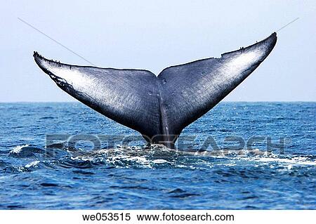 Adult Blue Whale (Balaenoptera musculus) fluke-up dive (note the notches and scars in the flukes) in the offshore waters of Santa Monica Bay, California, USA. The Blue Whale is the largest animal to ever live on the planet Earth. View Large Photo Image Stock Photography - Adult Blue Whale (Balaenoptera musculus) fluke-up dive (note the notches and scars in the flukes) in the offshore waters of Santa Monica Bay, California, USA. The Blue Whale is the largest animal to ever live on the planet Earth.. Fotosearch