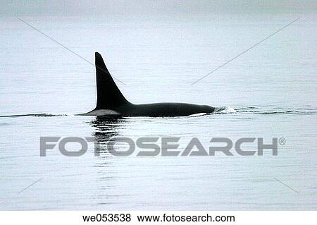 Adult bull Orca (Orcinus orca) traveling in fog (note the extremely tall dorsal fin) near the Jeanette Island Group, British Columbia, Canada. View Large Photo Image Stock Photo - Adult bull Orca (Orcinus orca) traveling in fog (note the extremely tall dorsal fin) near the Jeanette Island Group, British Columbia, Canada.. Fotosearch