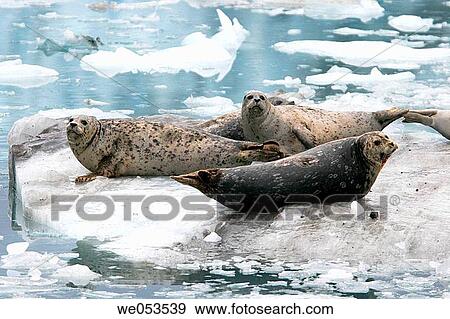 Adult harbor seals (Phoca vitulina) resting on calved glacial ice from the Johns Hopkins Glacier in Glacier Bay National Park, Southeast Alaska, USA. Harbor seals are currently disappearing from Southeast Alaska at an alarming rate. Pacific Ocean. View Large Photo Image Stock Photo - Adult harbor seals (Phoca vitulina) resting on calved glacial ice from the Johns Hopkins Glacier in Glacier Bay National Park, Southeast Alaska, USA. Harbor seals are currently disappearing from Southeast Alaska at an alarming rate. Pacific Ocean.. Fotosearch