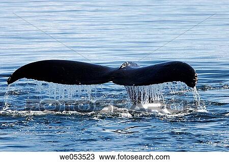 Adult humpback whale (Megaptera novaeangliae) fluke-up dive in Southeast Alaska, USA. Pacific Ocean. View Large Photo Image Stock Image - Adult humpback whale (Megaptera novaeangliae) fluke-up dive in Southeast Alaska, USA. Pacific Ocean.. Fotosearch