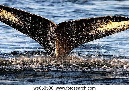 Adult humpback whale (Megaptera novaeangliae) fluke-up dive (note the black and white pigment pattern unique to each individual humpback whale) in Southeast Alaska, USA. Pacific Ocean. View Large Photo Image Stock Image - Adult humpback whale (Megaptera novaeangliae) fluke-up dive (note the black and white pigment pattern unique to each individual humpback whale) in Southeast Alaska, USA. Pacific Ocean.. Fotosearch