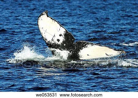 Adult humpback whale (Megaptera novaeangliae) fluke-up dive (note the black and white pigment pattern unique to each individual humpback whale) in Southeast Alaska, USA. Pacific Ocean. View Large Photo Image Stock Image - Adult humpback whale (Megaptera novaeangliae) fluke-up dive (note the black and white pigment pattern unique to each individual humpback whale) in Southeast Alaska, USA. Pacific Ocean.. Fotosearch