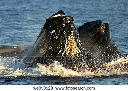 Adult humpback whales (Megaptera novaeangliae) cooperatively? bubble-net? feeding (note the expanded throat pleats and barnacles hanging from throat) in Southeast Alaska, USA. Pacific Ocean. View Large Photo Image Stock Photo - Adult humpback whales (Megaptera novaeangliae) cooperatively? bubble-net? feeding (note the expanded throat pleats and barnacles hanging from throat) in Southeast Alaska, USA. Pacific Ocean.. Fotosearch