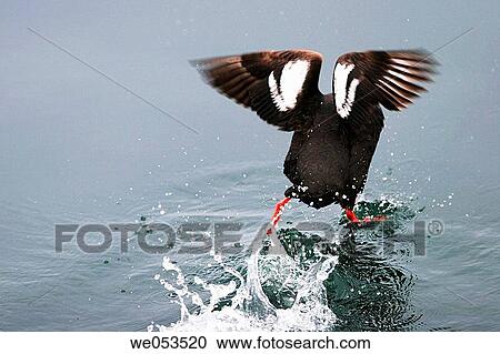 Adult Pigeon Guillemot (Cepphus columba) taking flight on the water near South Marble Island, Glacier Bay National Park, Southeast Alaska, USA. Note the bright red legs - a characteristic field diagnostic for this species. Pacific Ocean. View Large Photo Image Stock Image - Adult Pigeon Guillemot (Cepphus columba) taking flight on the water near South Marble Island, Glacier Bay National Park, Southeast Alaska, USA. Note the bright red legs - a characteristic field diagnostic for this species. Pacific Ocean.. Fotosearch