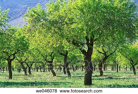 Almond trees, Chirivel. Almer? a province, Andalusia, Spain View Large Photo Image Stock Photo - Almond trees, Chirivel. Almer? a province, Andalusia, Spain. Fotosearch