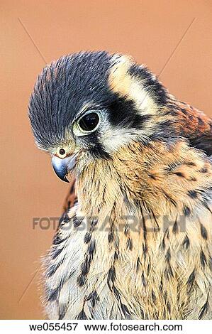 American Kestrel (Falco sparverius) View Large Photo Image Stock Photo - American Kestrel (Falco sparverius). Fotosearch