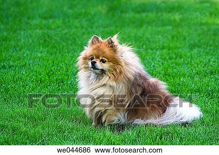 An Female Purebred Pomeranian Canis Familiaris Stock An Female Purebred Pomeranian Canis Familiaris Stock