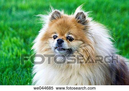 An adult female purebred Pomeranian. Canis familiaris View Large Photo Image Stock Photography - An adult female purebred Pomeranian. Canis familiaris. Fotosearch