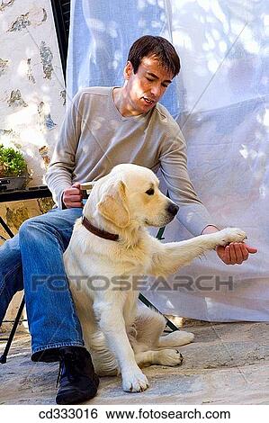 animal, calm, 30's View Large Photo Image Stock Photograph - animal, calm, 30's. Fotosearch